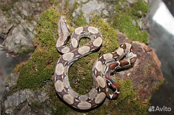 Boa constrictor императорский удав от производител