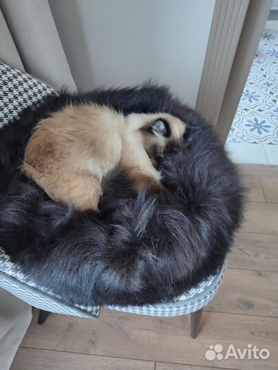 Лежанка для собак и кошек