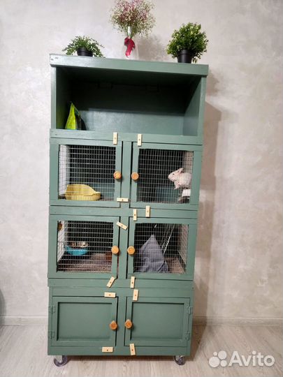 Шиншилла с витриной