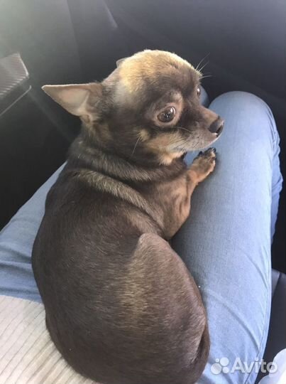 Вязка кобель чихуахуа