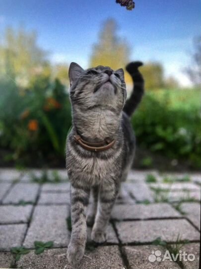 Котята в добрые руки бесплатно