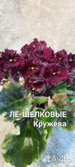 Фиалка