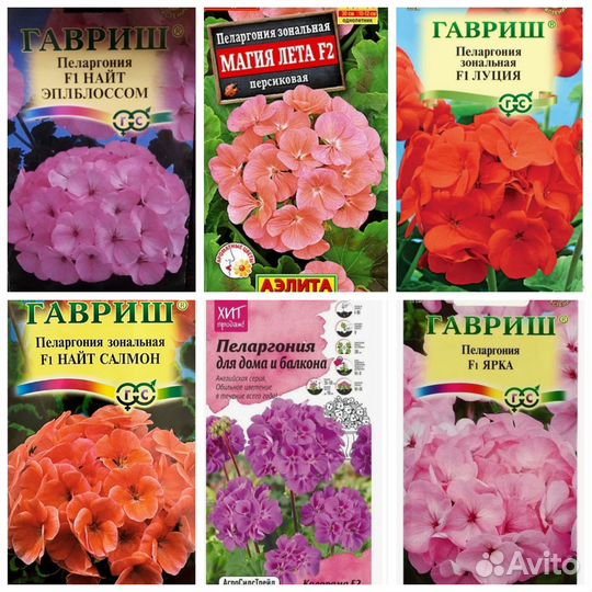 Пеларгония герань 6 видов из семян