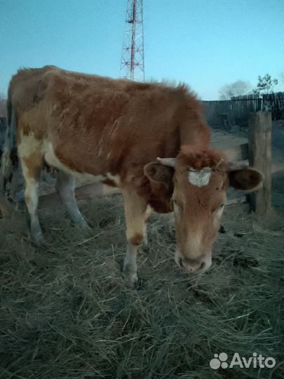 Продам крс