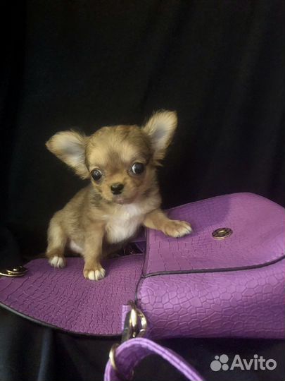 Щенки чихуахуа мини