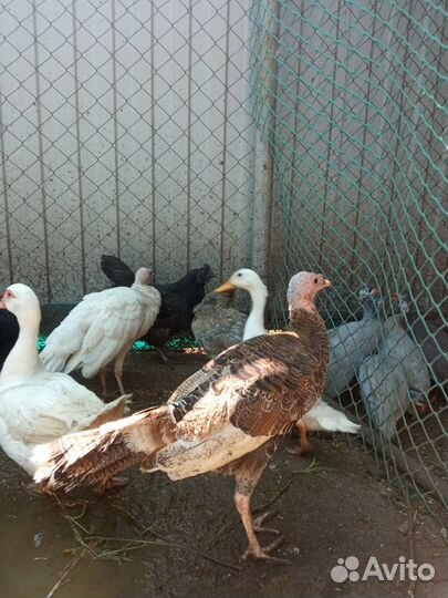 Разная птица