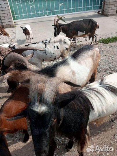 Козы, козлята