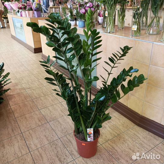 Замиокулькас h150 см