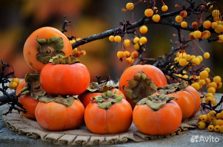 Саженцы хурмы (Шарон, гора Говерла, Инжирная)