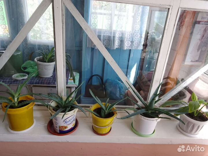Пеларгония герань