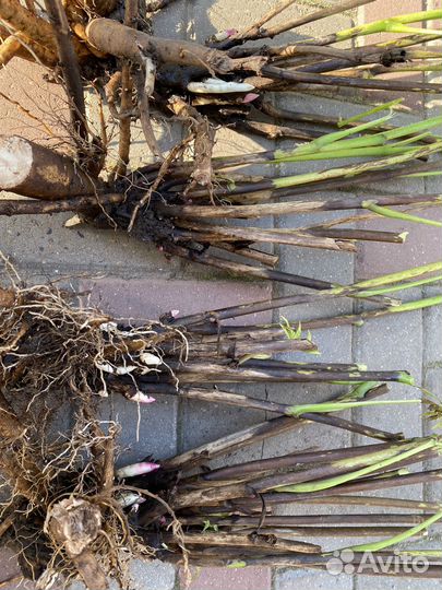 Пионы Бартзелла огромный корень