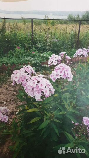 Флоксы многолетние