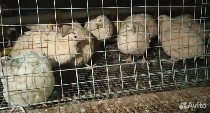 Перепелки несушки