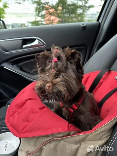 Сумка-переноска для маленьких собак