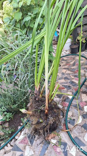 Ирис водный