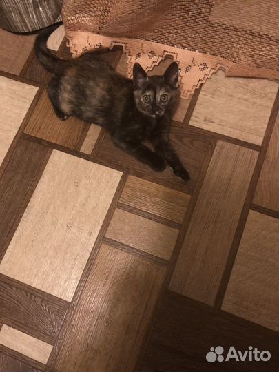 Котенок в добрые руки