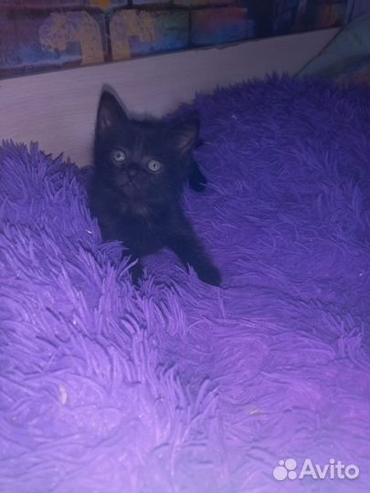 Котята в добрые руки даром