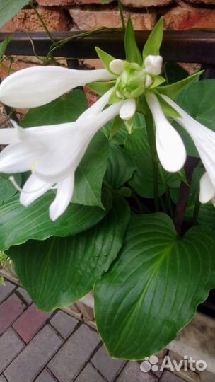 Хоста «Королевская»