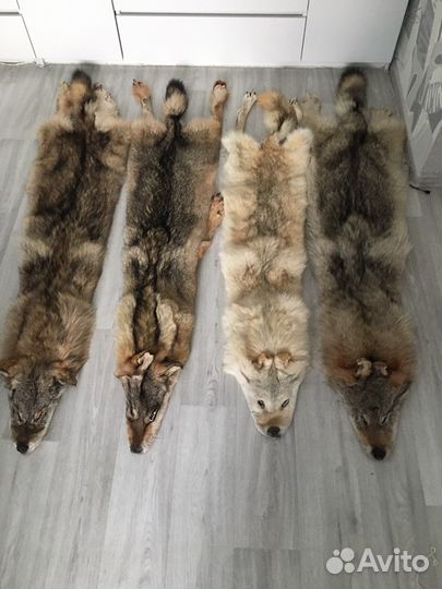 Шкуры волчьи, барсука, енотовидной собаки