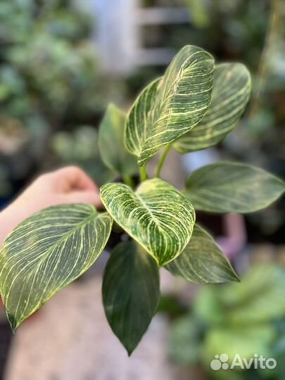 Филодендрон биркин