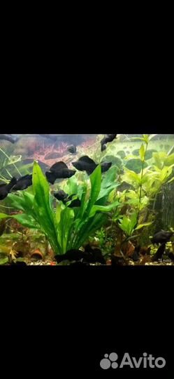 Велифера Нигра/парусная