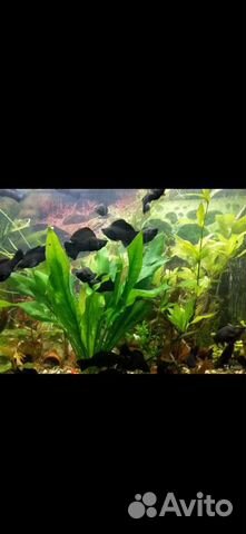 Велифера Нигра/парусная