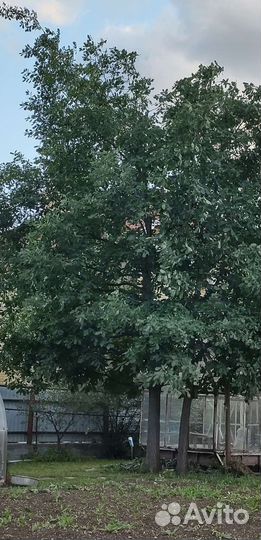 Рассада дуба