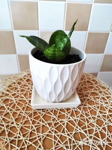 Сансевиерия