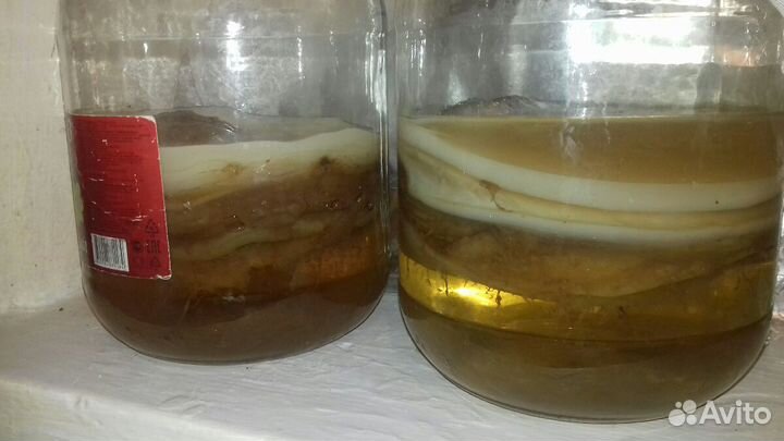 Чайный гриб(комбуча)