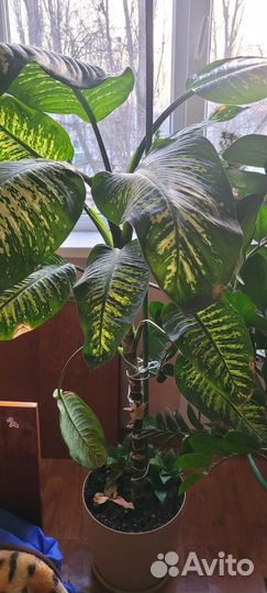 Комнатные растения-диффенбахия-тропический снег