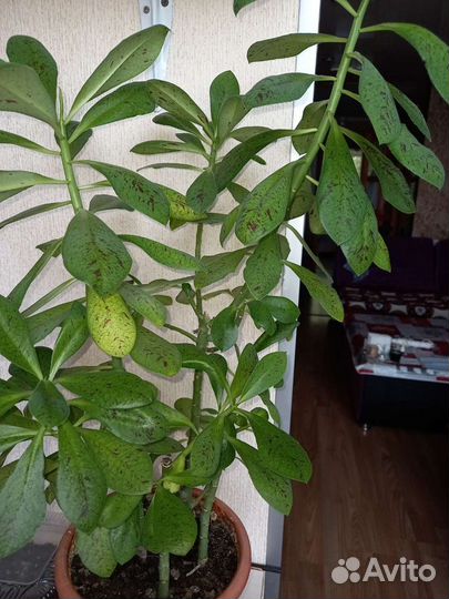 Синадениум