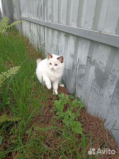 Кошечка Рэгдолл