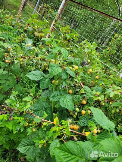 Саженцы желтой малины