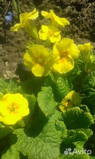 Многолетние цветы