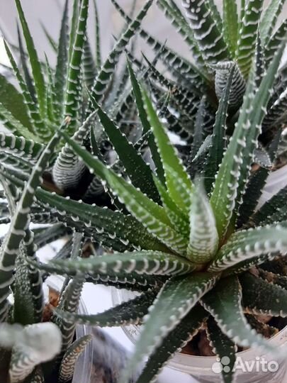 Суккулент хавортия