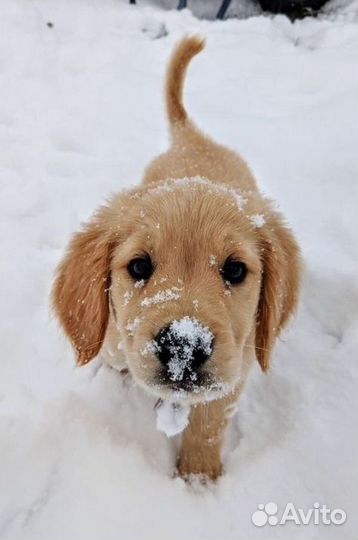 Выгул собак