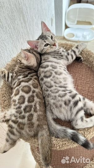 Бенгальские котята