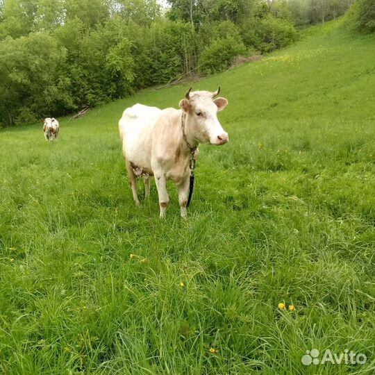 Корова дойная