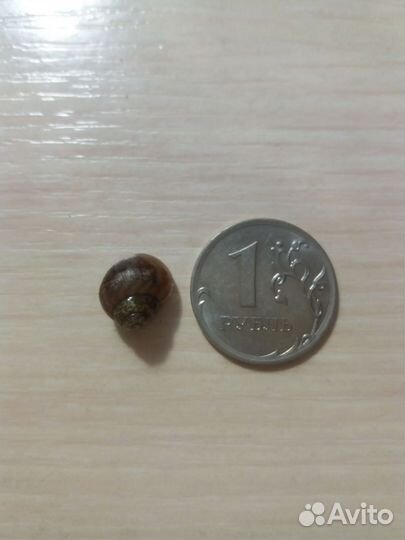 Улитки ахатины