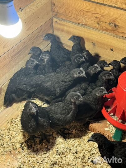 Петушки ухейилюй