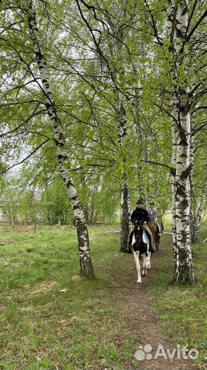 Конные прогулки