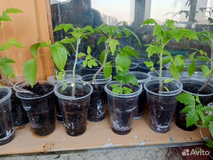 Рассада помидор и перцев