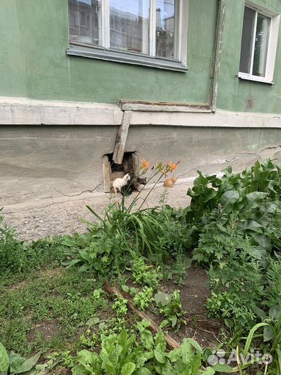 Котики в беде