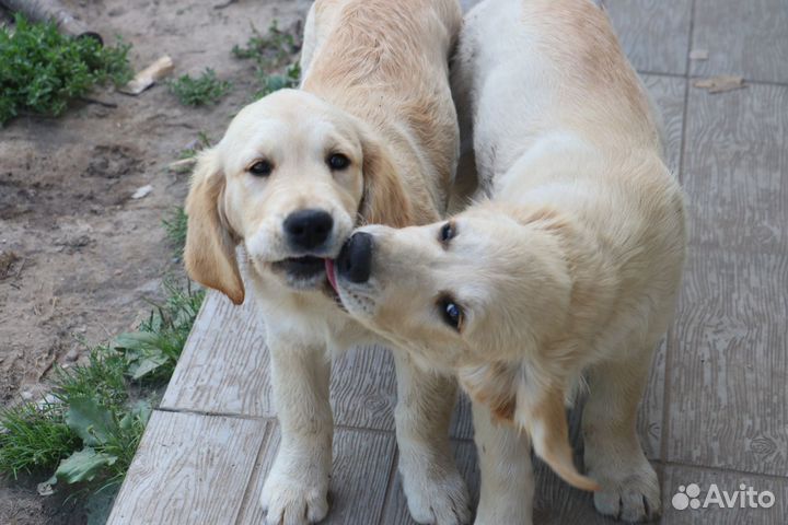 Щенки золотистого ретривера для Вас