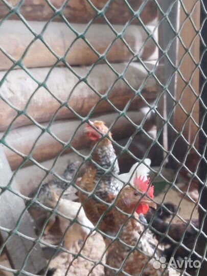 Молодые петушки