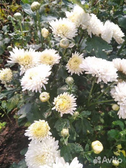 Хризантемы