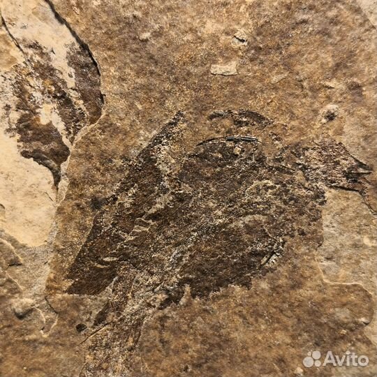 Отпечатки рыбы акантоды, 350 млн лет