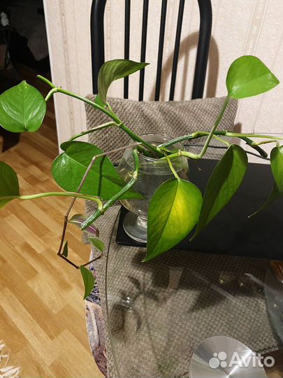 Отростки растений