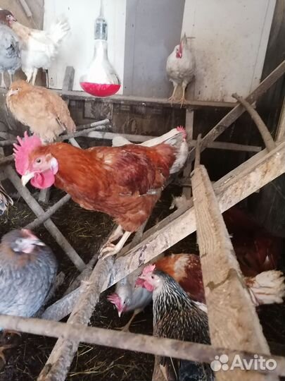 Молодые петухи