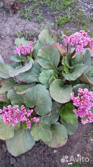 Многолетние садовые растения